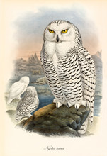 White Owl With Black Dots On Its Feathers And Yellow Eyes Stands On A Rock In An Artic Context. Old Illustration Of Snowy Owl (Bubo Scandiacus). By John Gould Publ. In London 1862 - 1873