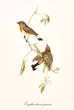Two Little Cute Robin On A Single Isolated Thin Branch On White Background. Old Faunal Illustration Of Red-breasted Flycatcher (Ficedula Parva). By John Gould Publ. In London 1862 - 1873