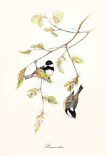 Two Little Cute Birds On A Botanical Composition With A Thin Branch With Leaves. Old Colorful And Detailed Illustration Of Coal Tit (Periparus Ater). By John Gould Publ. In London 1862 - 1873