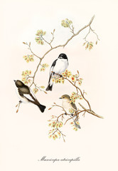 Three little cute birds on a single thin branch isolated on white background. Old illustration of European Pied Flycatcher  (Ficedula hypoleuca). By John Gould publ. In London 1862 - 1873