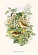 Two little cute happy birds in a botanic context rich of leaves and thin branches. Old detailed and colorful illustration of Garden Warbler (Sylvia borin). By John Gould publ. In London 1862 - 1873