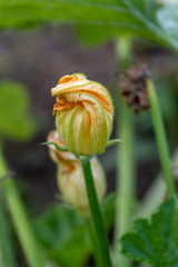 Wall Mural - Close up of the blossom of a courgette plant 