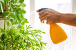 man's hand with a spray sprays water home plants