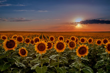 Sunset In Sunflower Fields In Colorado Near Denver International Airport