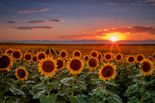 Sunset In Sunflower Fields In Colorado Near Denver International Airport
