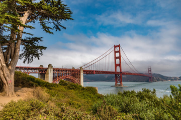 Wall Mural - Golden Gate Bridge on a sunny day with a large tree on the left and the tip of the bridge hidden by the clouds in the far distance