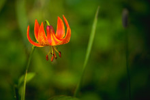 Michigan Lily In Bloom