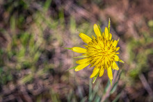 Yellow Salsify Flower