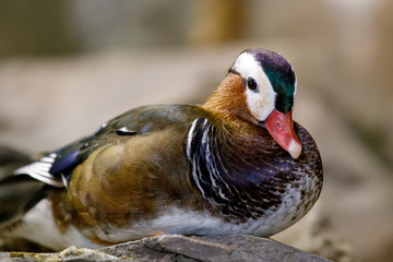 Wall Mural - duck on a background