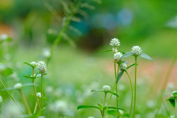 White grass flowers in the field area on a natural background