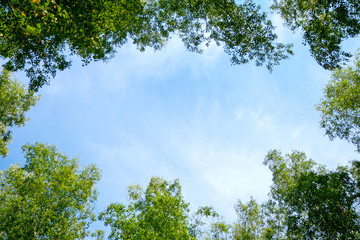 Tree and blue sky. Green treetops frame the sky and clouds. View from below.