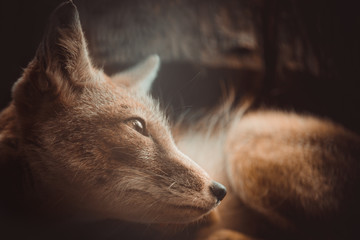 Poster - portrait of a fox