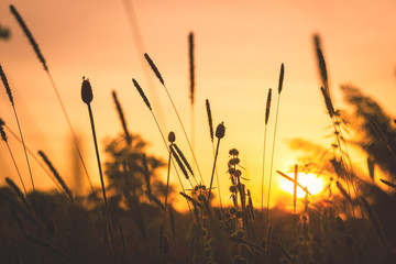 Wall Mural - beautiful meadows at sunset background