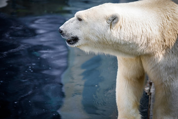 polar bear