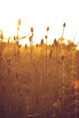 Wall Mural - beautiful meadows at sunset background