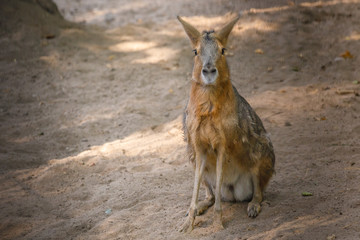 Sticker - kangaroo 