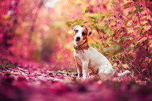 Dog At Autumn
