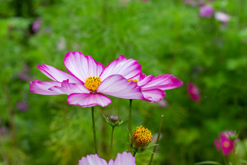 Wall Mural - flower Cosmos bipinnatus close-up. Delicate pink fresh petal with a bright magenta edge
