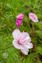 Wall Mural - Cosmos bipinnatus decorative garden flower vertical. Fringed kosmey varietal fluffy