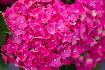 Wall Mural - Hydrangea macrophylla bright pink fuchsia flowers