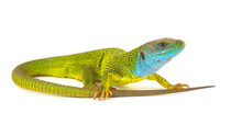 Green Lizard Isolated On White Background
