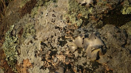 Wall Mural - Different species of lichens and moss on the granite banks of the Southern Bug River, Ukraine