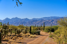 Hiking Trail At Saguaro National Park East District