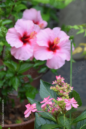 Pink Hydrangea And Pink Hibiscus Flowers ピンク色のアジサイとハイビスカスの花 日本庭園 Stock Photo Adobe Stock