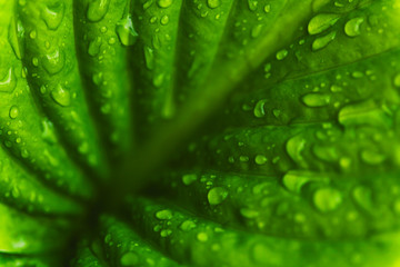 Green fresh leaves with raindrops. Close up background.