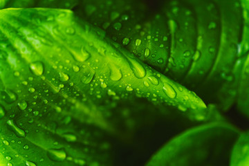 Green fresh leaves with raindrops. Close up background.