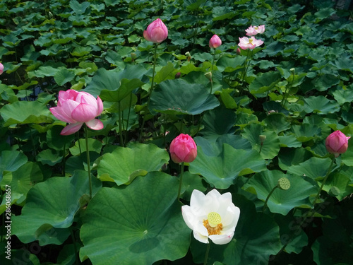 Lotus Flowers Color White And Pink 白色とピンク色の蓮の花 蓮寺 蓮池 Buy This Stock Photo And Explore Similar Images At Adobe Stock Adobe Stock