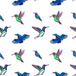 Sketch hand drawn pattern with hummingbird. Animals illustration colibri birds.