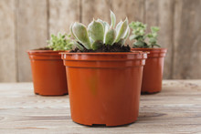 Mini Green Succulent House Plants In Brown Plastic Pots