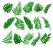 © VKA - Set of tropical leaves. Collection icon tropical leaves. Vector