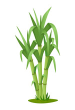 Sugarcane Plant With Stem And Leaf Isolated Vector