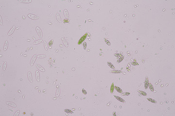 Wall Mural - Euglena is a genus of single-celled flagellate Eukaryotes under microscopic view for education.