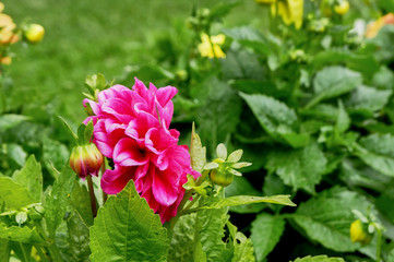 red flower in the garden