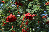 Fototapeta Boho - Rowan tree. Bright red rowan berries on a tree on a sunny day.