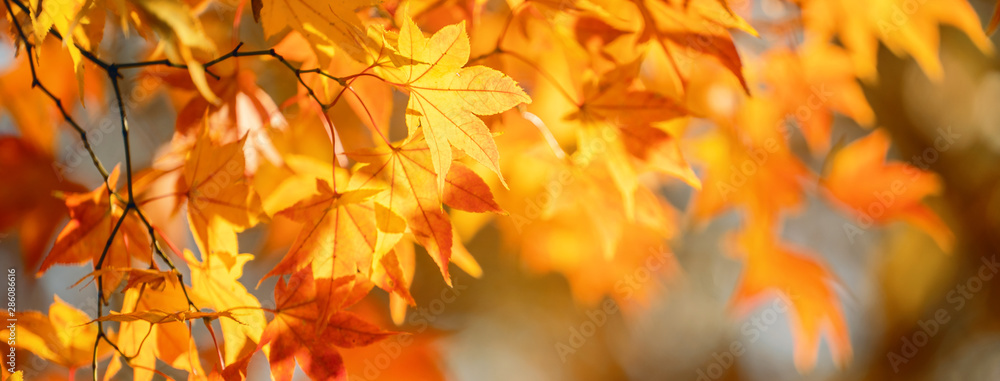 Beautiful maple leaves in autumn sunny day in foreground and blurry background in Kyushu, Japan. No people, close up, copy space, macro shot. - obrazy, fototapety, plakaty 