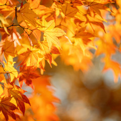 Wall Mural - beautiful maple leaves in autumn sunny day in foreground and blurry background in kyushu, japan. no 