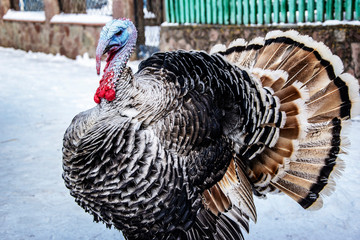 Wall Mural - big turkey in the snow