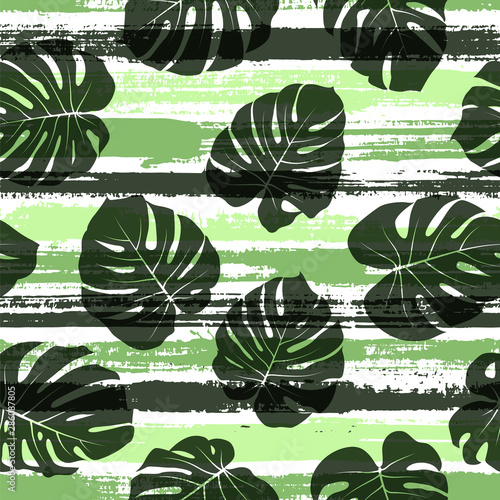 Elegant monstera philodendron liana hole leaves