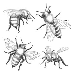 Bee engravings set