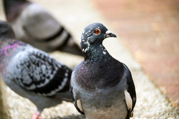 UK Town Pigeon