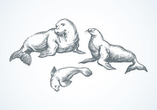 Walrus. Vector Drawing