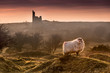 Late Evening Highlights, with backlit handsome sheep on Bodmin Moor in Cornwall
