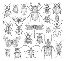 Sticker - Insects hand drawn. Butterfly, beetle and fly, ant. Dragonfly, ladybug and bee, lice and cockroach. Retro sketch engraving vector set. Illustraion of insect bee and dragonfly, butterfly and ant