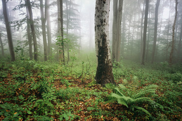 Wall Mural - lush vegetation in green forest on rainy day