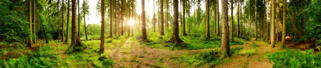 Poster - Wald Panorama mit heller Sonne, die durch die Bäume scheint