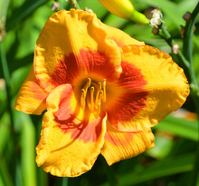 A Daylily Is A Flowering Plant In The Genus Hemerocallis Gardening Enthusiasts And Professional Horticulturalists Have Long Bred Daylily Species For Their Attractive Flowers. 